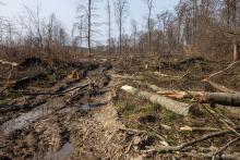 Fällen alter Buchen im Harrl