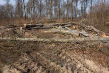 Fällen alter Buchen im Harrl