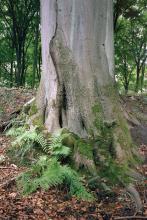 Der Buschbeller Wald sollte eigentlich ein schützenswertes FFH-Gebiet sein