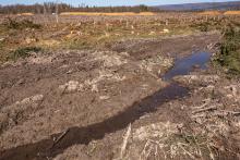 Großkahlschlag bei Helmarshausen (Bad Karlshafen)