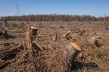 Großkahlschlag bei Helmarshausen (Bad Karlshafen)