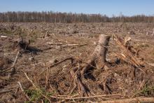 Großkahlschlag bei Helmarshausen (Bad Karlshafen)