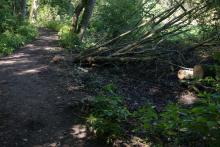 Mehrere Hasel am Weg abgesägt, obwohl sie vom Weg weg wuchsen. Andere überfahren und umgedrückt