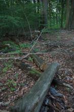 Ohne Sinn liegendes Totholz kleingesägt