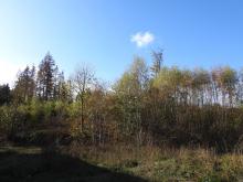 EIn Teil des Waldes, der für die Erweiterung von Harzdrenalin gerodet werden soll.