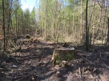 Fällung alter, gesunder Laubbäume am Wegesrand