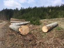 Abholzung alter gesunder Bäume