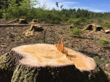 Fällung alter gesunder Nadelbäume