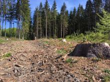 Bodenschäden und Fällung alter gesunder Bäume