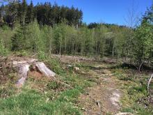 Alter Baum gefällt und trockener Boden