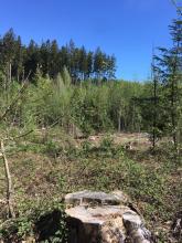 &quot;Alter Baum&quot;