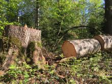 Fällung einer mächtigen, gesunden Fichte am Wegesrand