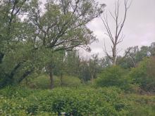 Noch ein Blick in die Vollhöfner Weiden, JanaBallenthien_ROBINWOOD_3