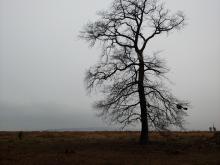 Waldrand Hambacher Wald