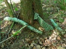 Wuchshüllen nicht entfernt, inzwischen mit Jungbäumen verwachsen