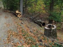 Gefällter Höhlenbaum