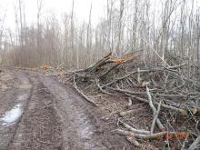 FFH-Tautenburger Forst 02.04.2018