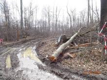 FFH-Tautenburger Forst 02.04.2018