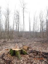 FFH-Tautenburger Forst 02.04.2018