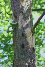 Abgestorbene Kiefer mit zahlreichen Bruthöhlen für Piepmätze  und kletternde Kleinsäuger