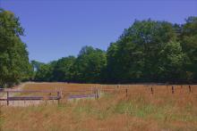 Wiese: 0,5 ha, teilt den Wald in 2 Bereiche an dessen Säumen stattliche Eichen wachsen