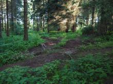 Abseits von Rückegassen kreuz und quer zerfahrener Waldboden