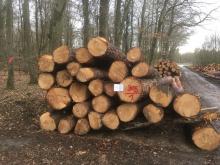 Ergebnis der Teil-Durchforstung des Lachwalds im Frühjahr 2019 - Bild der Bürgerinitiative Lachwald-erhalten