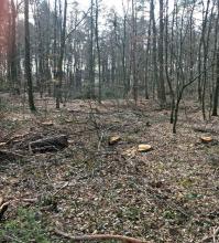 Kahle Stelle nach der Teil-Durchforstung des Lachwalds im Frühjahr 2019 - Bild der Bürgerinitiative Lachwald-erhalten