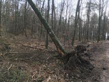 Sturmschaden wegen des fehlenden und schützenden Kronendaches nach der Teil-Durchforstung des Lachwalds im Frühjahr 2019 - Bild der Bürgerinitiative Lachwald-erhalten