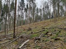Heißgeschlagener Wald im Stadtwald Merzig