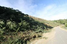 Ein Kahlschlag bei Börfink