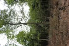 Freigestellter Altbaum in Buchenwald