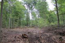 Auflichtung alter Buchenwald mit Harvestereinsatz