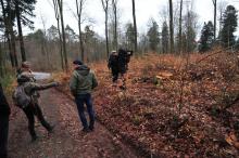 Extreme Auflichtung des Buchen-Altbaumbestandes im Schirmschlag