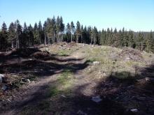 Wanderweg mit beidseitigem Kahlschlag