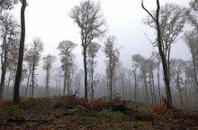 und plötzlich Solitär Eichen