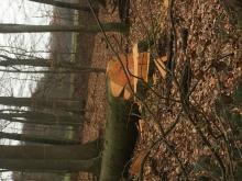 gefällte, alte Buche