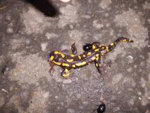 Feuersalamander ist hier bedroht!