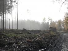 Kahlschlag im Wald zwischen B260 und Römerkastell