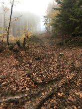 Kahlschlag im Wald zwischen B260 und Römerkastell