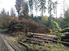 Kahlschlag im Wald zwischen B260 und Grebenroth