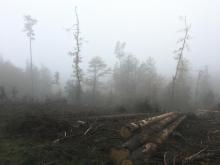 Kahlschlag im Wald zwischen B260 und Grebenroth