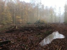 Kahlschlag im Wald zwischen B260 und Laufenselden