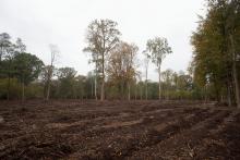 Ansicht des Kahlschlages, wenige verbleibende Bäume auf der Fläche