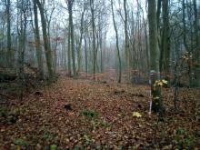 Rückegasse mit Dressierbandresten