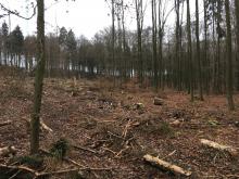 Kahlschlag im Wald bei Laufenselden