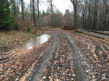 Wegeschäden aufgrund von Kahlschlägen rechts und links des Weges