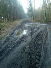 Waldweg Alt Bukow - Ende Büttner Reihe