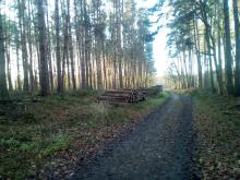 Durchforstung Alt Bukow