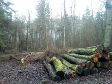 gefällte Eichen bei Dömitz